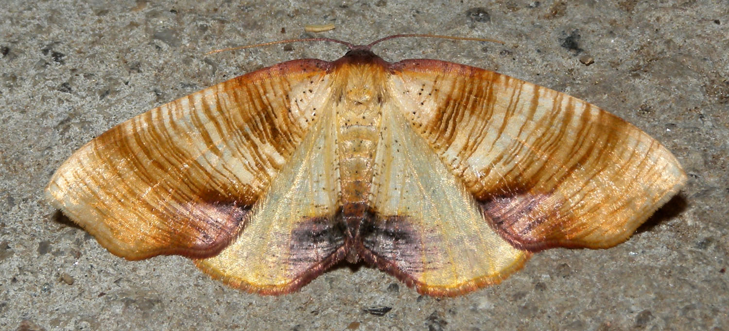 Sembra di porcellana - Plagodis dolabraria